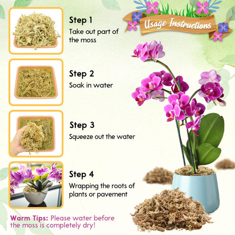 Riare musgo dentro de maceta con orquídea mejorando aireación