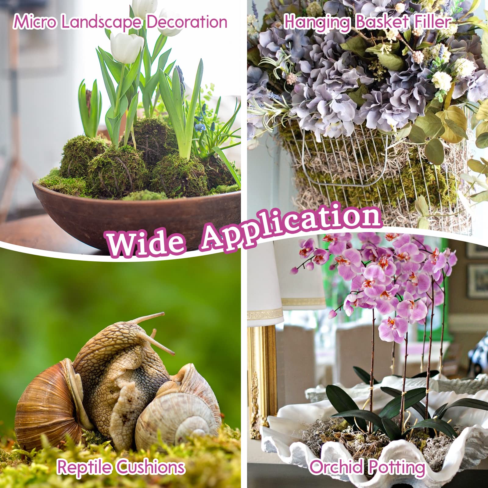 Riare terrario con musgo como sustrato, ambiente húmedo y natural para reptiles