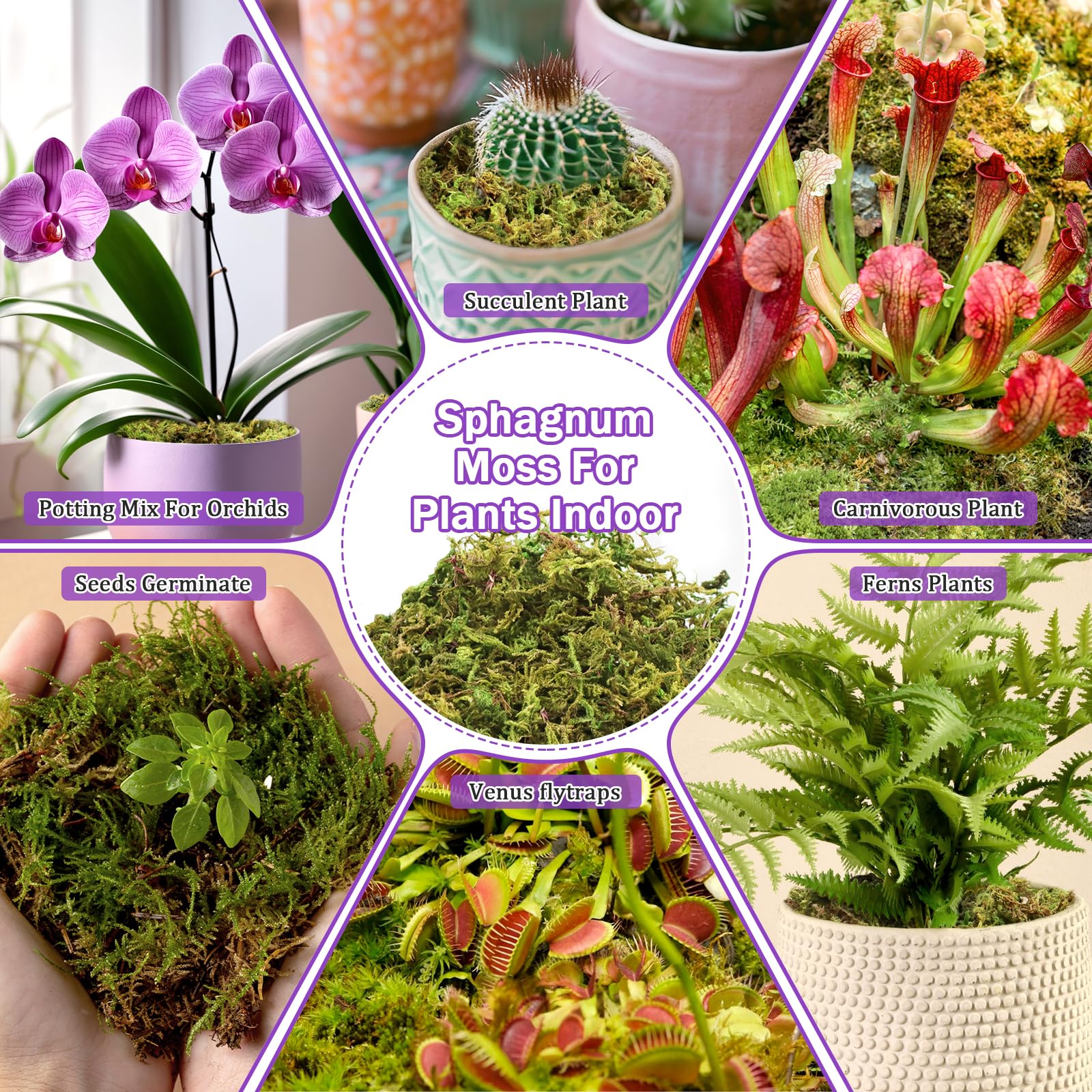 Riare terrario pequeño con musgo para decoración natural duradera