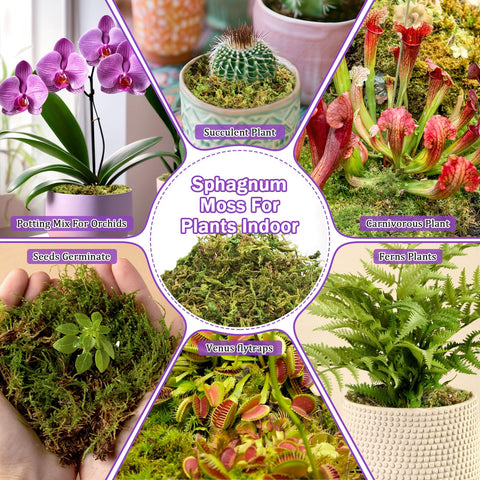 Riare terrario pequeño con musgo para decoración natural duradera