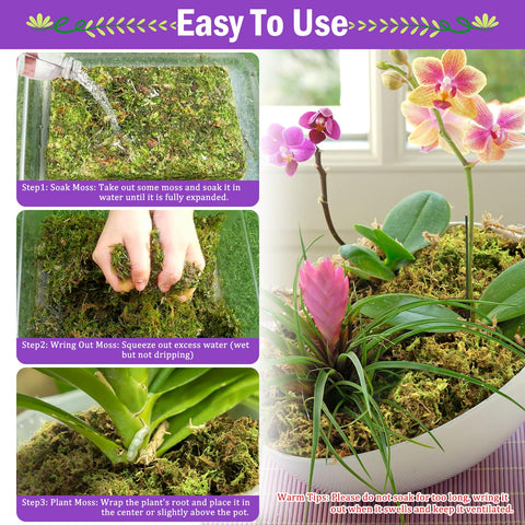 Riare musgo usado en replantado de orquídea mejora ventilación