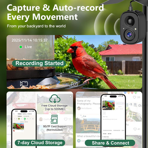 RichBird transmisión en vivo de aves en comedero, facilita observación