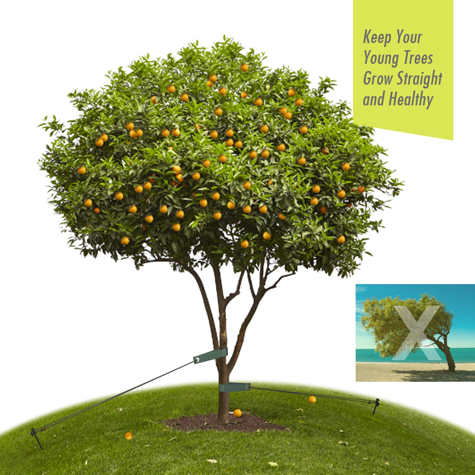 RIFNY instalación en uso sosteniendo árbol joven contra el viento