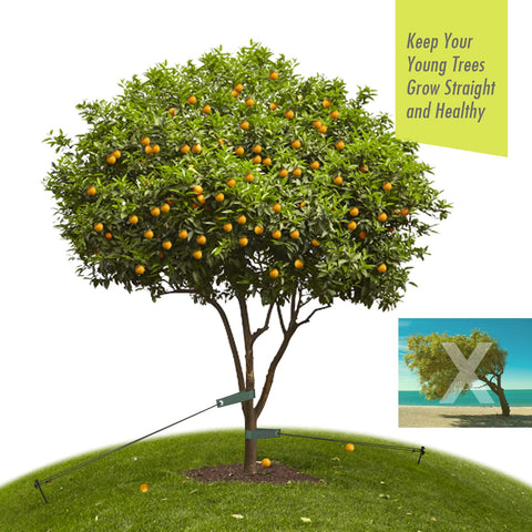 RIFNY instalación en uso sosteniendo árbol joven contra el viento