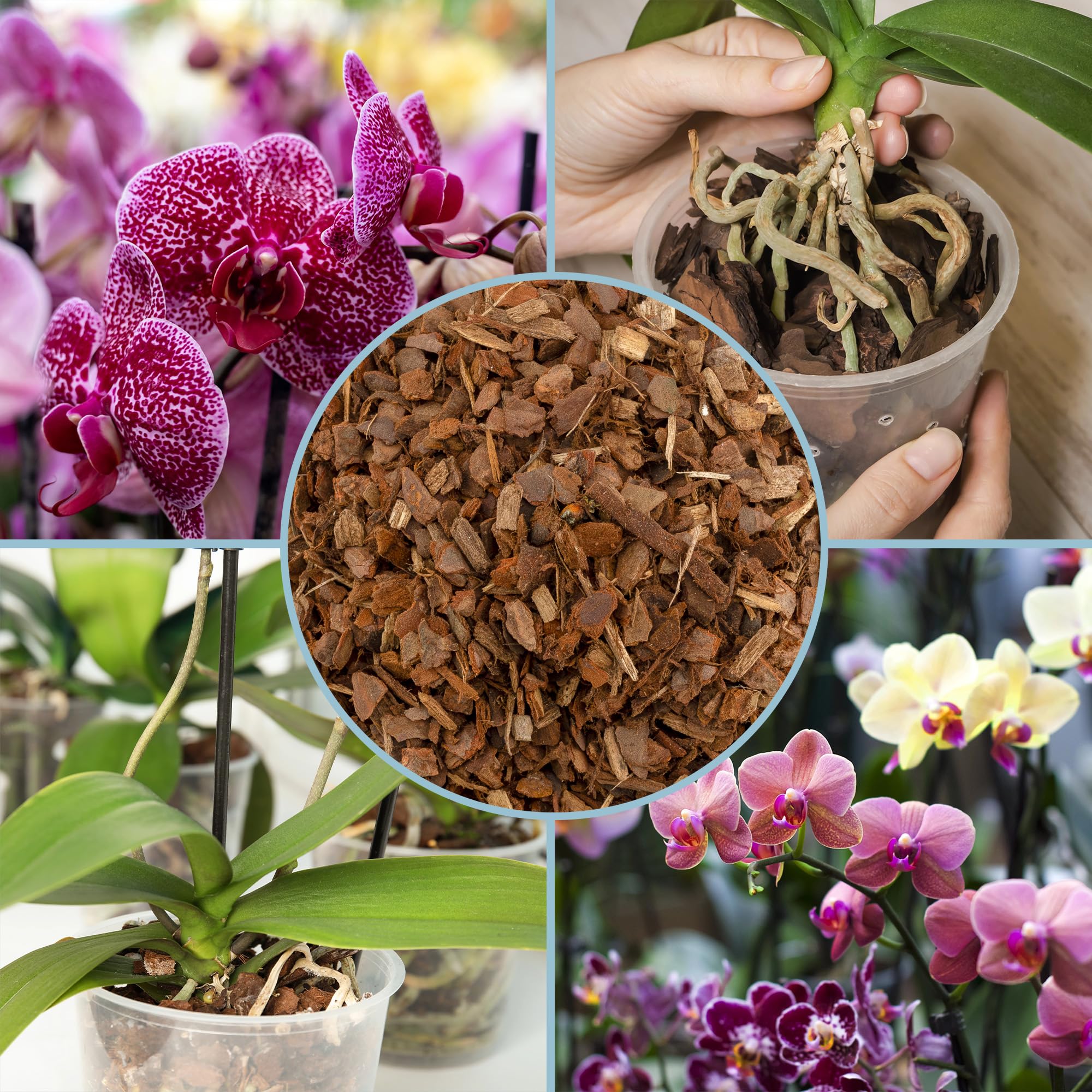 Rio Hamza Trading orquídeas plantadas con corteza mostrando más floración