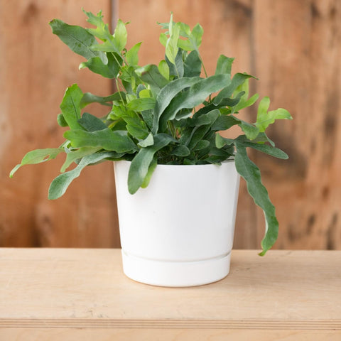 Root & Vessel maceta en balcón moderno añade estilo y funcionalidad