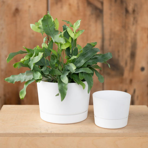 Root & Vessel maceta con bandeja integrada mostrando protección contra derrames y humedad