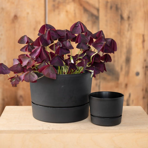Root & Vessel bandeja integrada visible que protege superficies de humedad