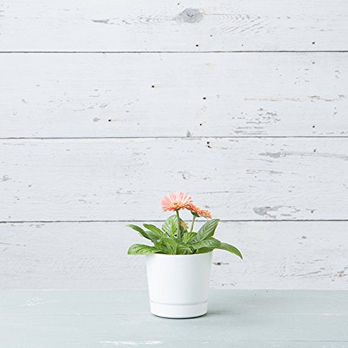 Root & Vessel maceta con planta en interior aporta verdor sin estorbar