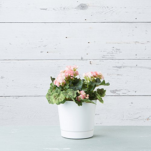 Root & Vessel maceta con planta en salón para aportar decoración y verde