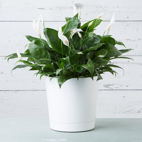 Root & Vessel maceta con planta en salón, aporta estilo y salud vegetal