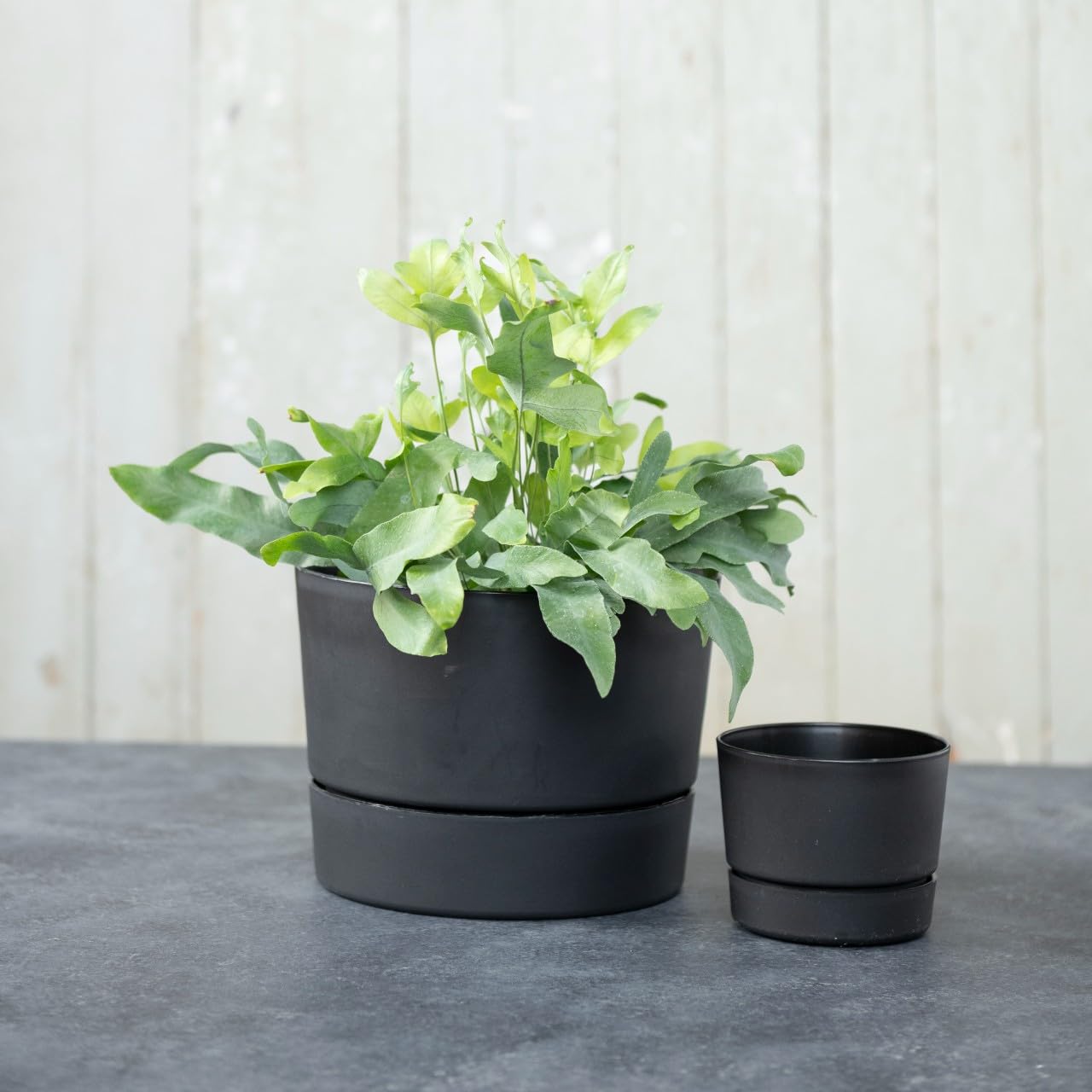 Root & Vessel maceta con planta en salón demostrando integración decorativa