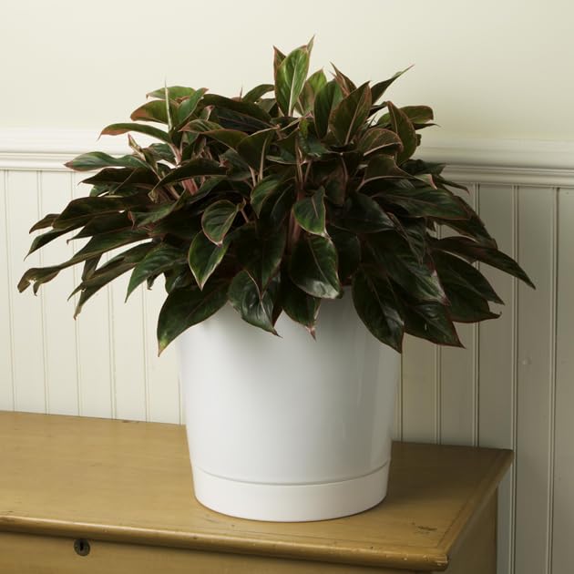 Root & Vessel vista inferior con orificios de drenaje, facilita riego seguro