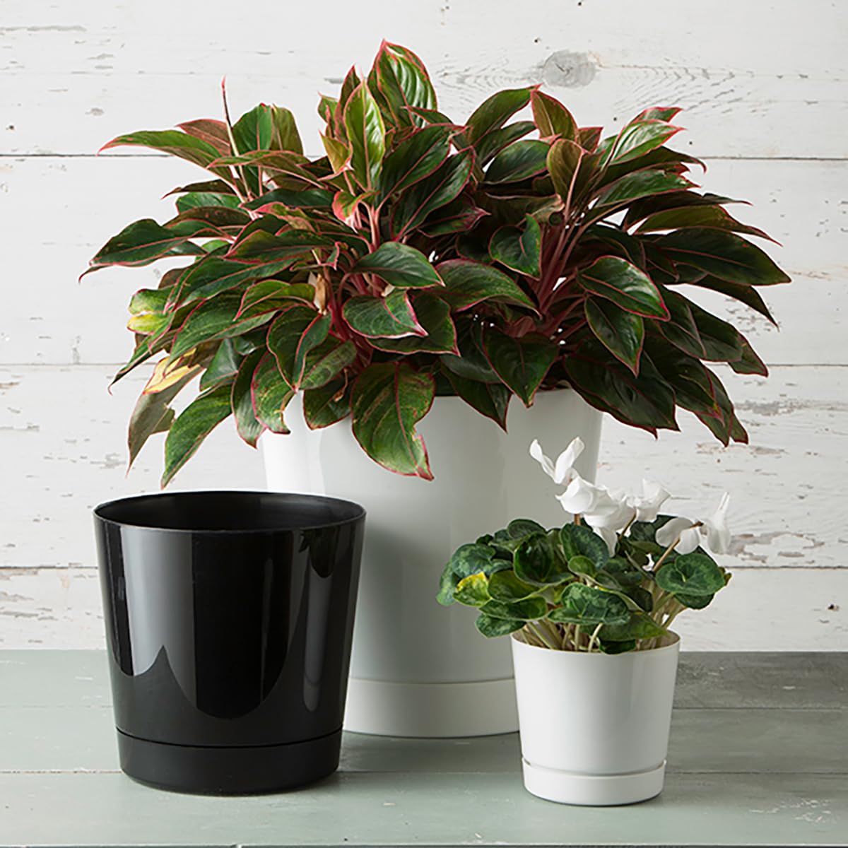 Root & Vessel maceta al lado de manos para mostrar tamaño y manejo