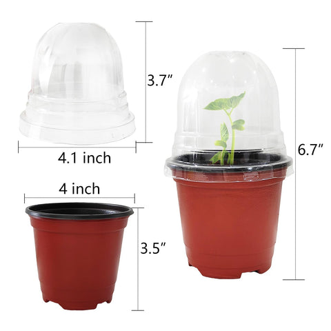 RooTrimmer cúpula transparente ajustada sobre maceta, mantiene humedad controlada