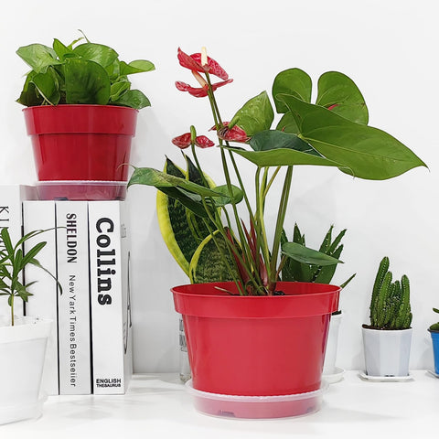 RooTrimmer etiqueta y base que muestran acabado y ajuste seguro