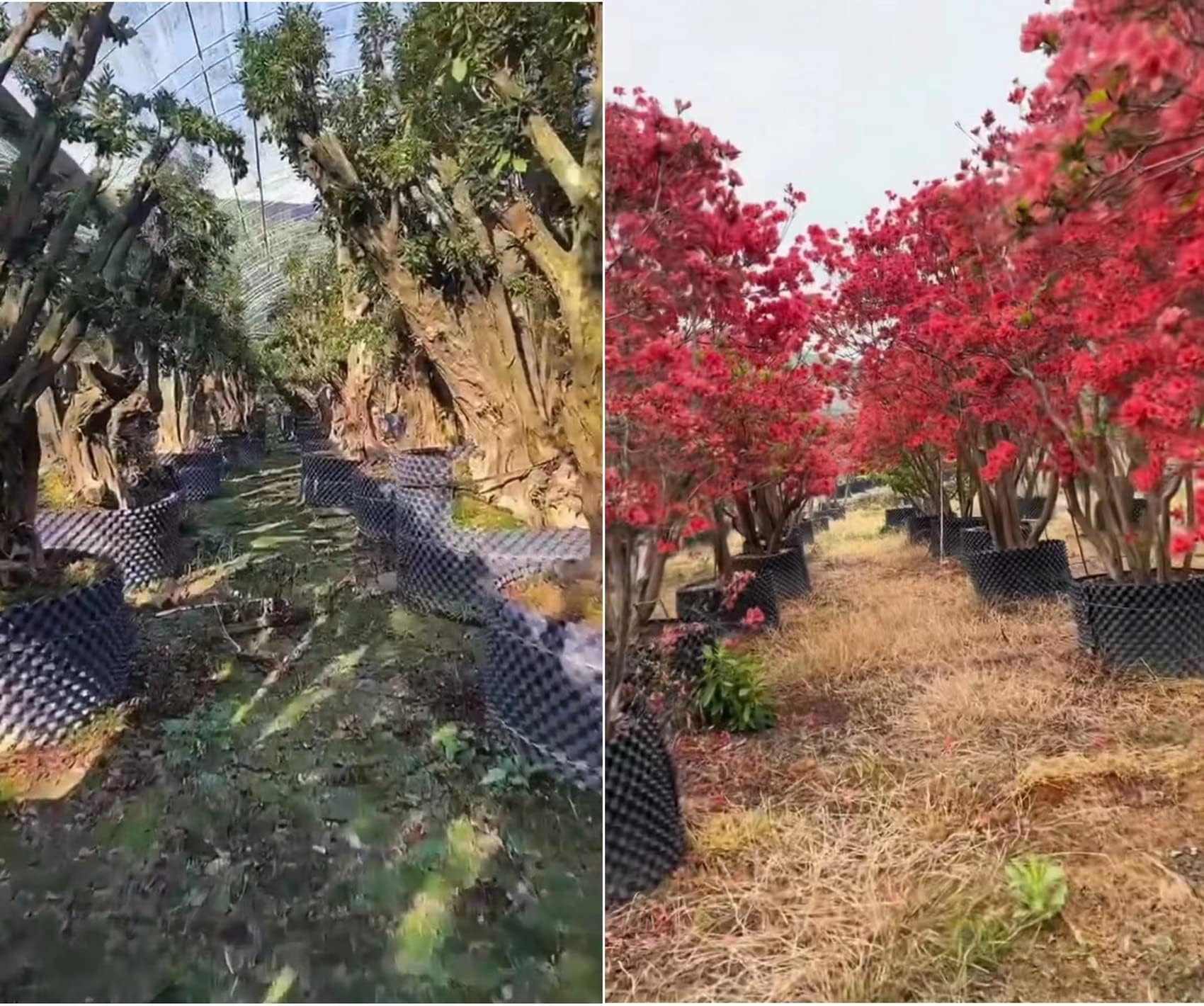 RooTrimmer macetas en uso en vivero mostrando cultivo ordenado y profesional