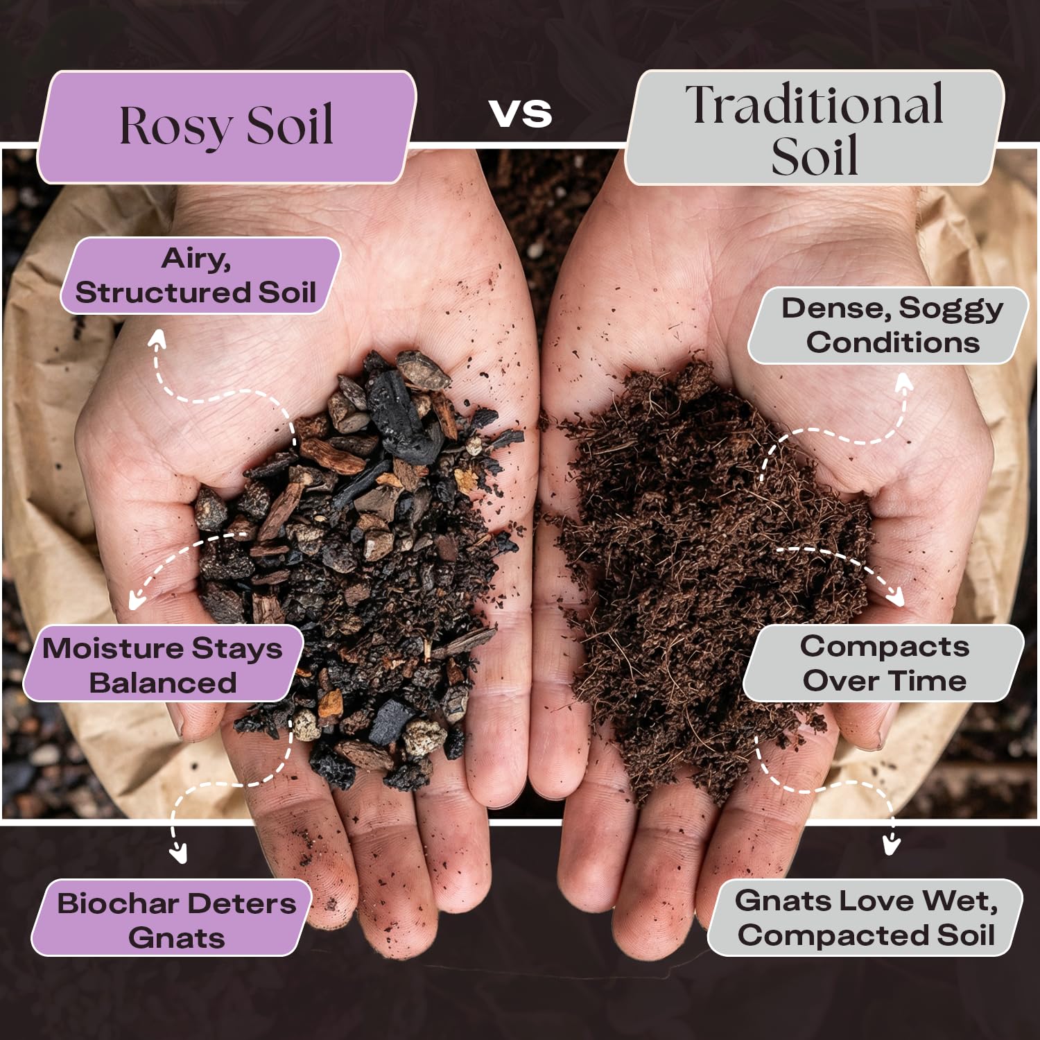 Rosy Soil muestra escala 4 cuartos junto a maceta 6"