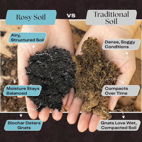 Rosy Soil en maceta con Monstera demostrando buen crecimiento