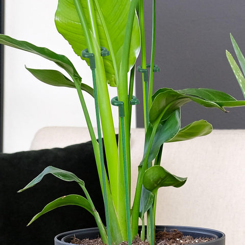 Ruksifg estacas en maceta en ambiente interior que mejora presentación de plantas