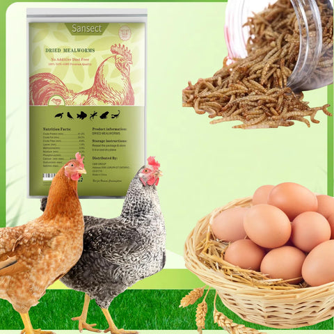 SANSECT gusanos en comedero para pollos, suplemento proteico atractivo