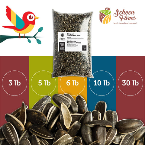 Schoen Farms comedero con cardenal y arrendajo disfrutando las semillas, más visitas