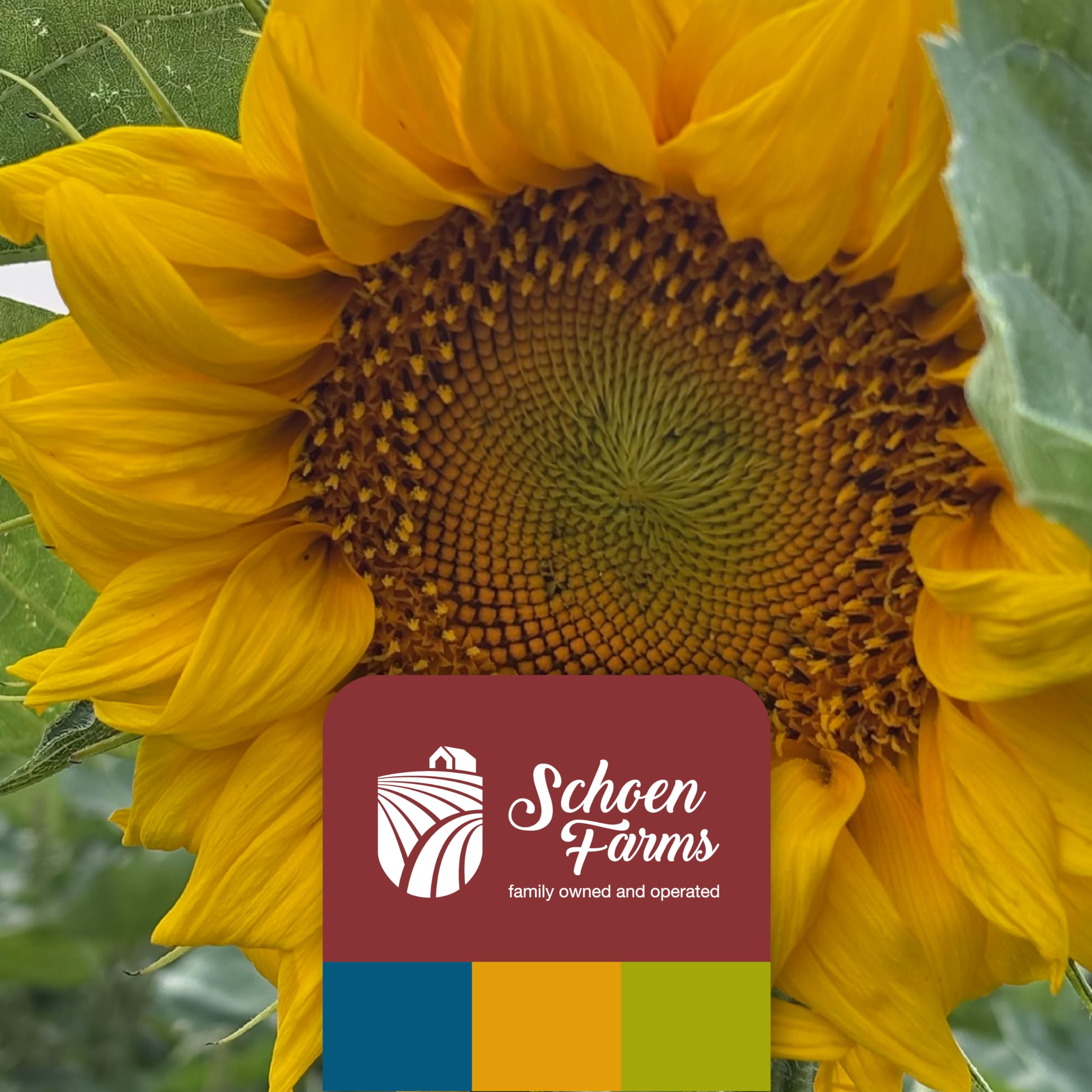 Schoen Farms ambiente de jardín con comedero lleno y aves, mejora experiencia exterior