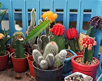 Schultz aplicando abono líquido a maceta con cactus mejora floración