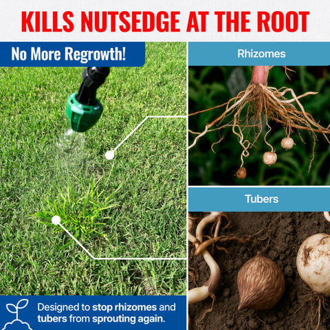 SEDEGHAMMER resultado antes y después en césped controlando nutsedge