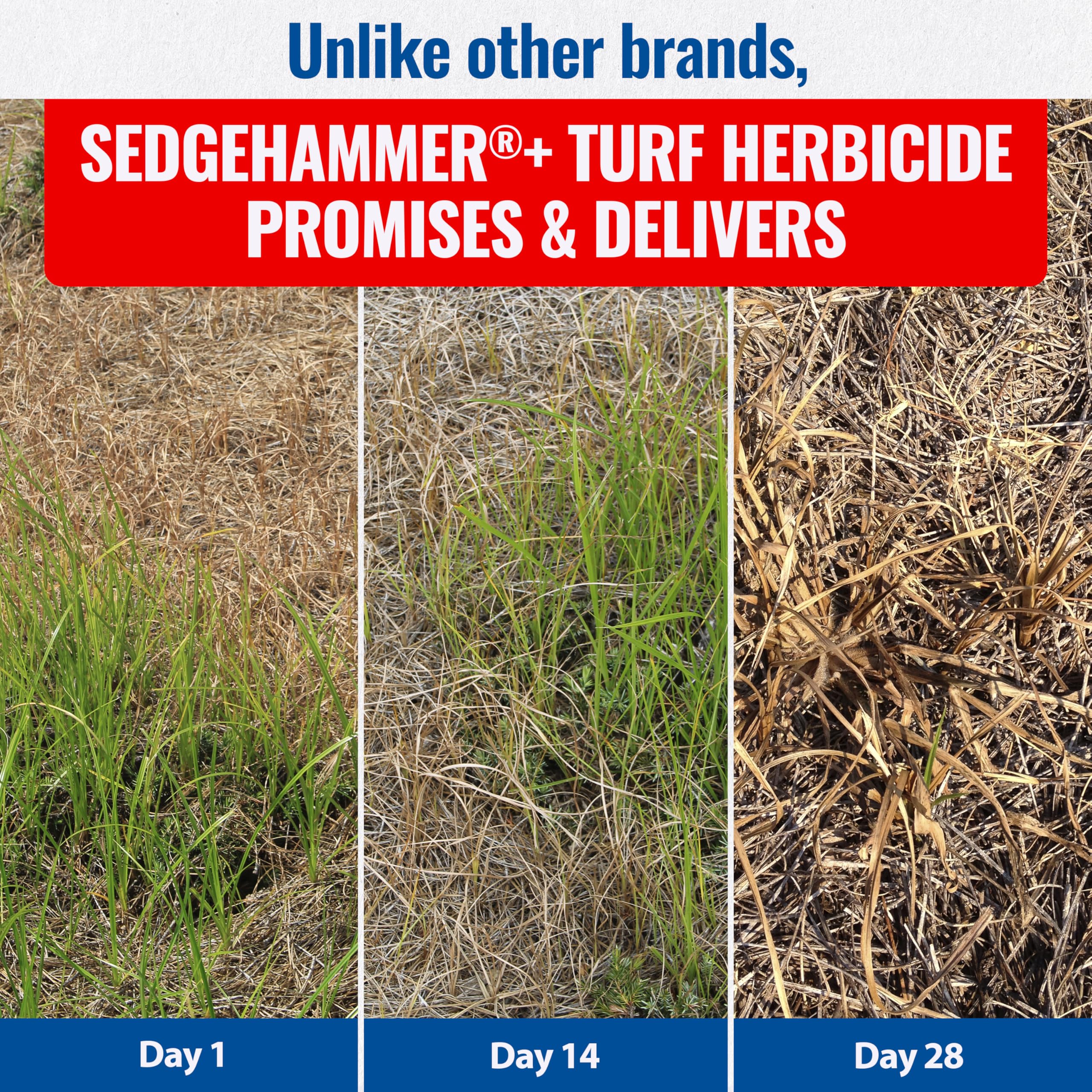 Sedgehammer aplicación sobre césped eliminando nutsedge visible