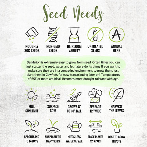 Seed Needs semillas comparadas con mano para mostrar volumen