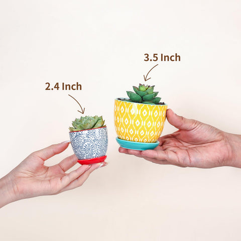 Selamica macetas con suculentas en estantería, aporta decoración natural y orden