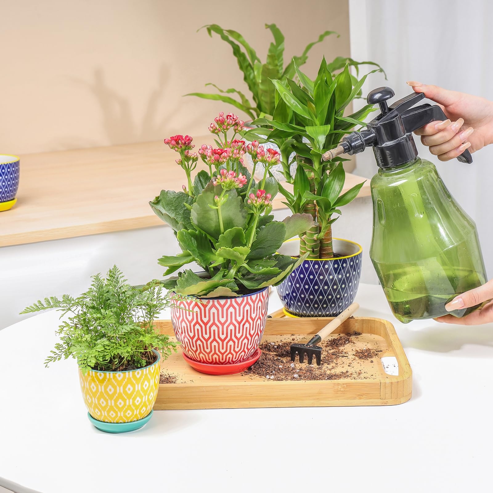 Selamica maceta con suculenta en alféizar, aporta vida y estilo interior