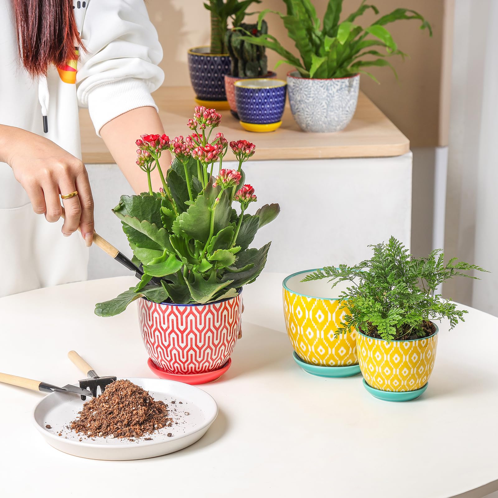 Selamica maceta con suculenta en ventana, añade verdor interior