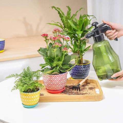 Selamica maceta con suculenta en alféizar, aporta vida y estilo interior