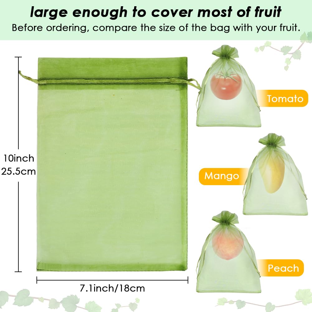 Shintop bolsa colocada en una manzana demostrando protección sin dañar fruto