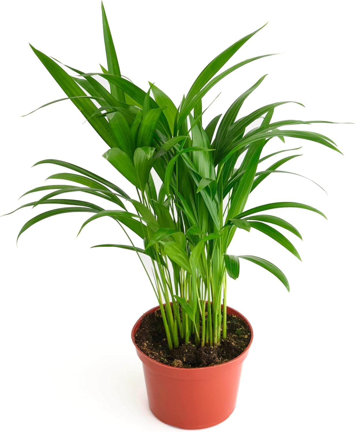 Shop Succulents Areca Palm en maceta de 6" mostrando follaje elegante y fácil mantenimiento