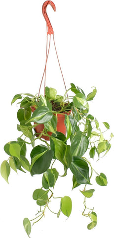 Shop Succulents Brasil Philodendron vista frontal y follaje vibrante, añade estilo interior