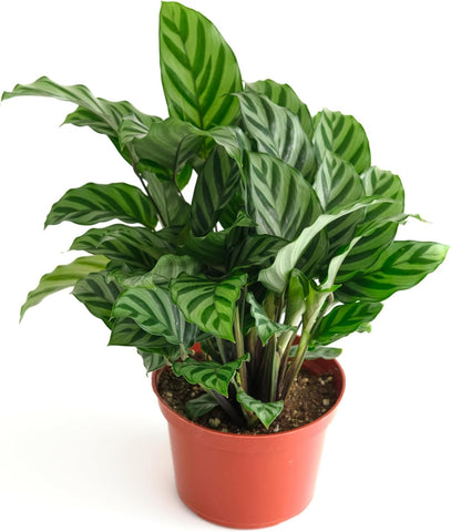 Shop Succulents Calathea Freddie vista frontal en maceta 6" destacando patrones y frescura