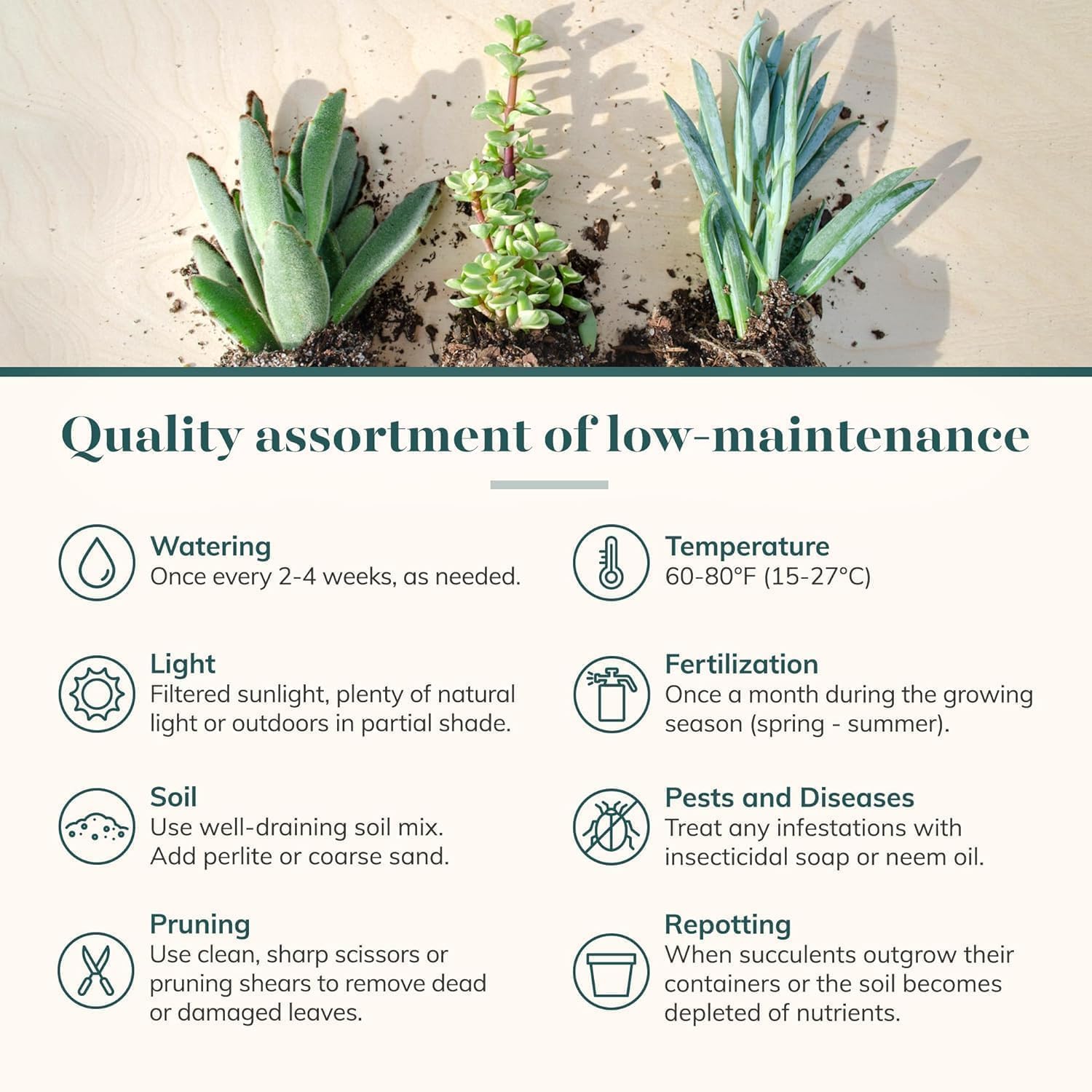 Shop Succulents primer plano de hojas y texturas que inspira ideas decorativas
