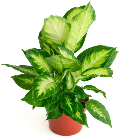 Shop Succulents Dieffenbachia Camille vista frontal con hojas variegadas, aporta elegancia