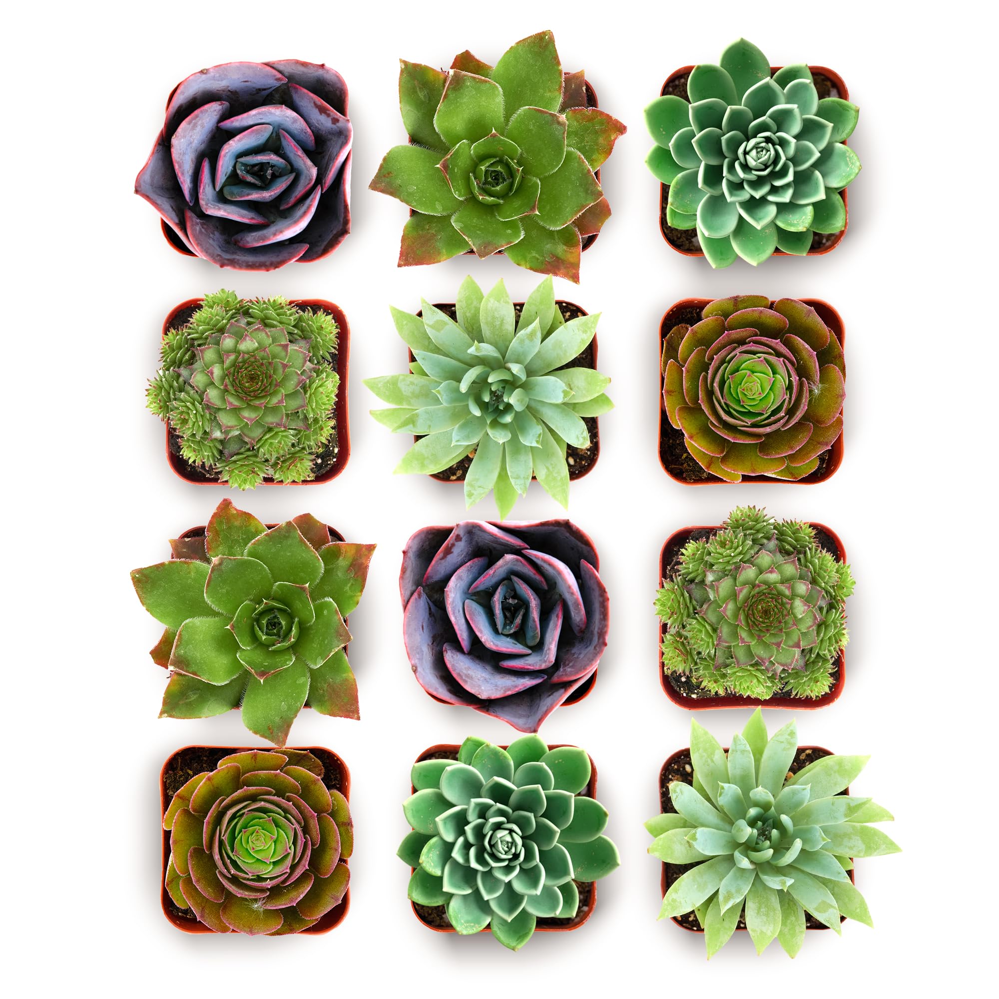 Shop Succulents plantas Echeveria en macetas 2" listas para decorar y regalar