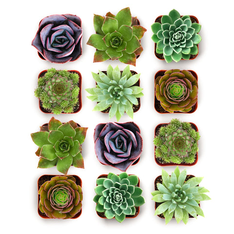 Shop Succulents plantas Echeveria en macetas 2" listas para decorar y regalar