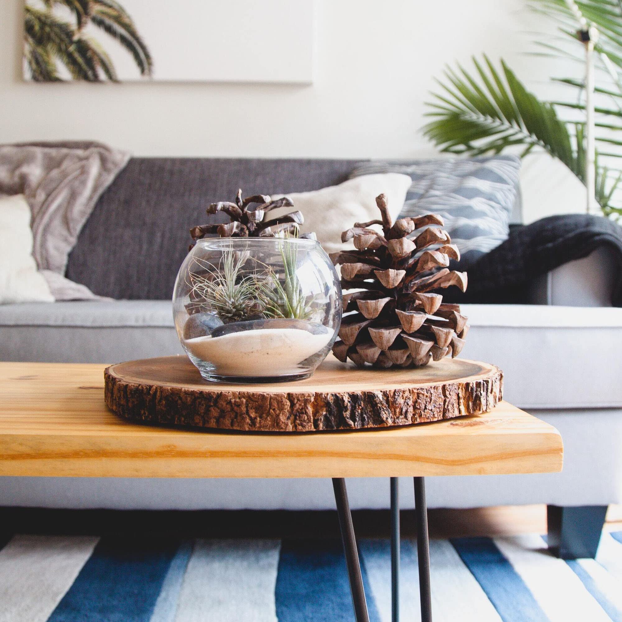 Shop Succulents plantas de aire montadas en terrario, aporta decoración sin tierra