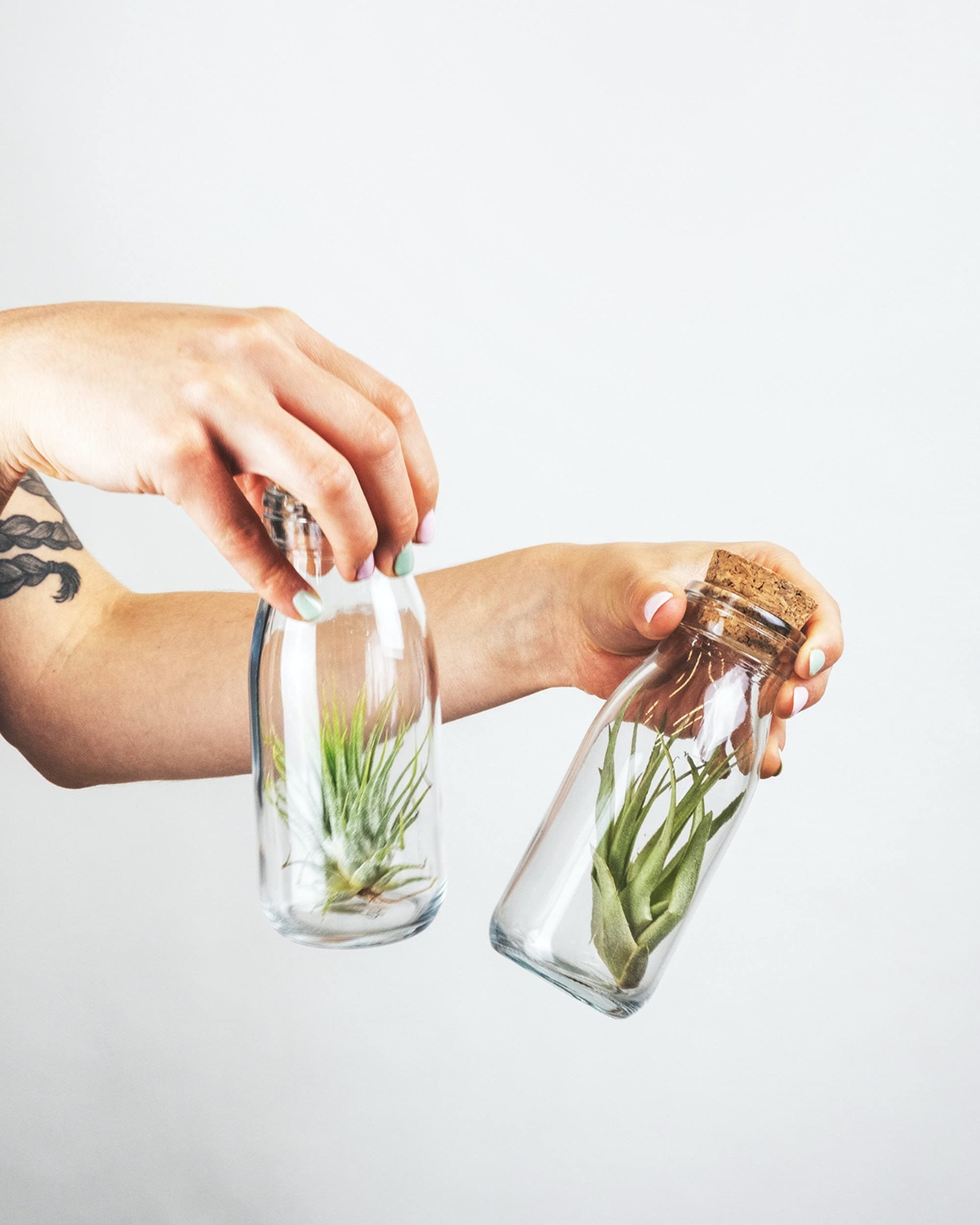Shop Succulents comparación de tamaño de Tillandsia junto a mano para escala
