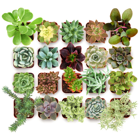 Shop Succulents pack frontal de 20 suculentas listas para decorar y regalar