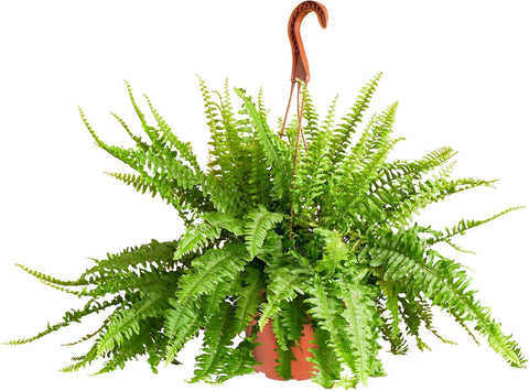 Shop Succulents helecho Kimberly Queen colgante en maceta de 6" con frondas decorativas