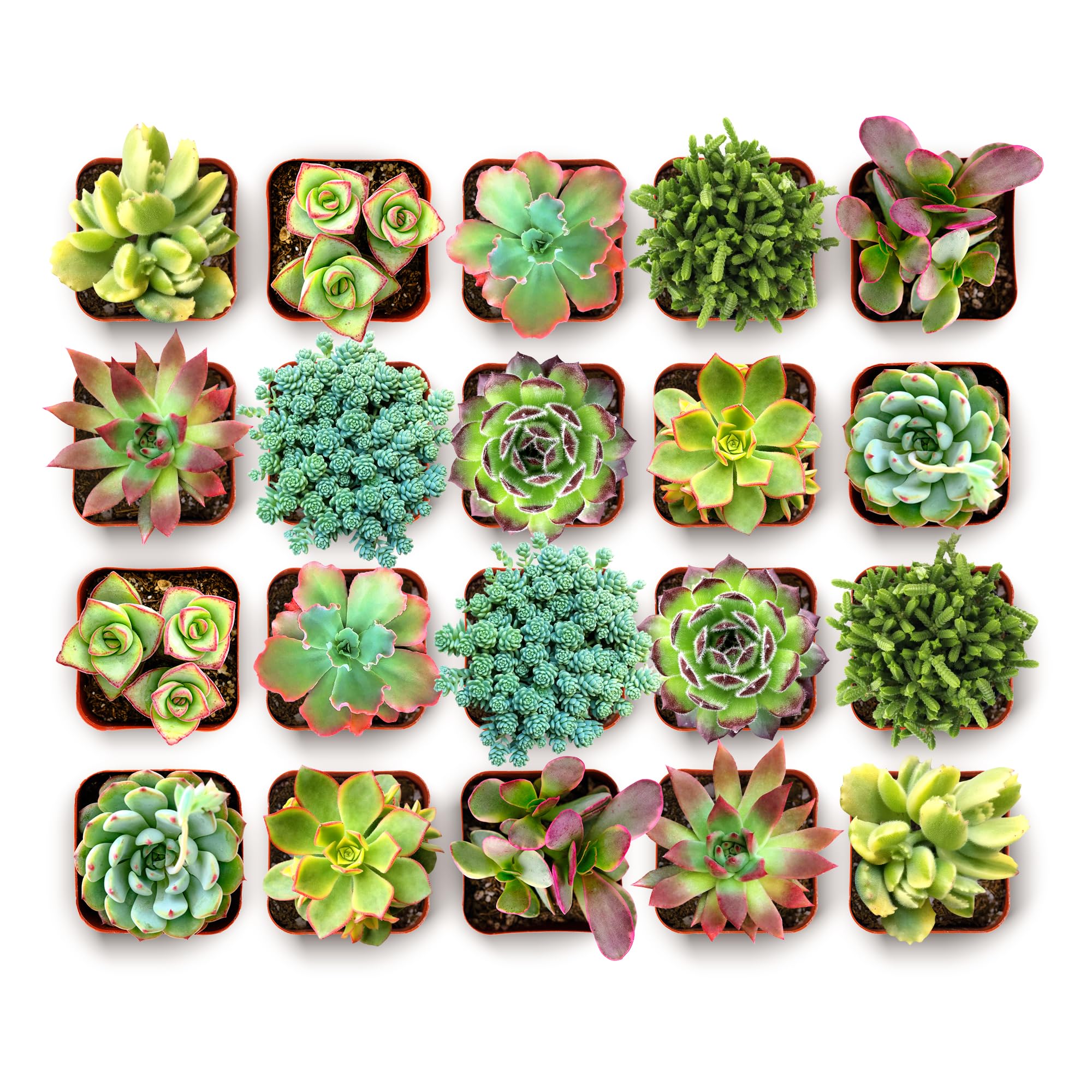 Shop Succulents pack frontal en macetas de 2 pulgadas, ideal para regalos