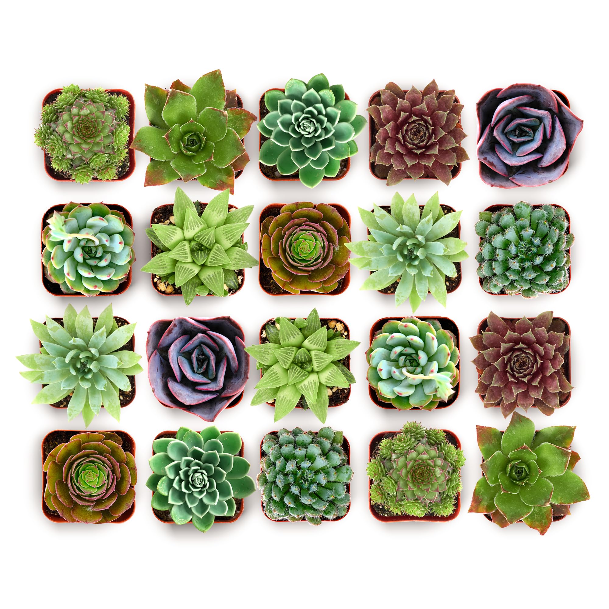 Shop Succulents pack frontal de 20 suculentas en macetas 2" listo para decorar