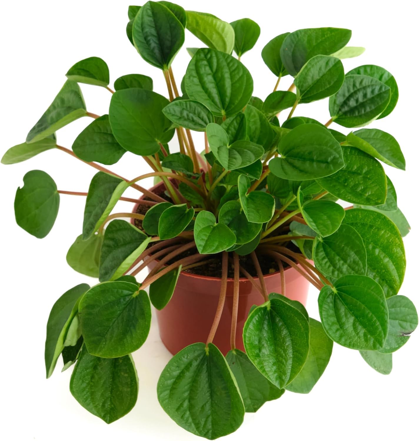 Shop Succulents Peperomia Rana Verde frontal en maceta de 6 pulgadas, aporta frescura